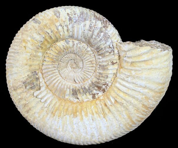 Perisphinctes Ammonite - Jurassic #54224